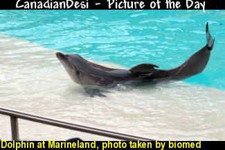 Dolphin at Marineland, photo taken